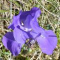 Scheda di Botanica N. 148 Iris cengialti subsp. veneta fg.1 - Piera Pellizzer, Emilio Rosso