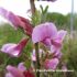 Scheda di Botanica N. 125 Cytisus purpureus Scop. - Piera Pellizzer-Emilio Rosso