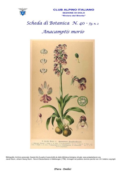 Scheda di Botanica N. 40 Anacamptis morio fg. 2 - Piera, Emilio