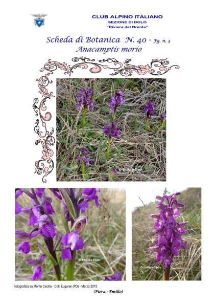 Scheda di Botanica N. 40 Anacamptis morio fg. 3 - Piera, Emilio