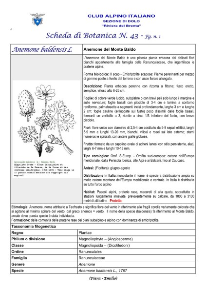 Scheda di Botanica n. 43 Anemone baldensis fg. 1 - Piera, Emilio