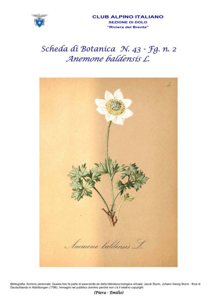 Scheda di Botanica n. 43 Anemone baldensis fg. 2 - Piera, Emilio