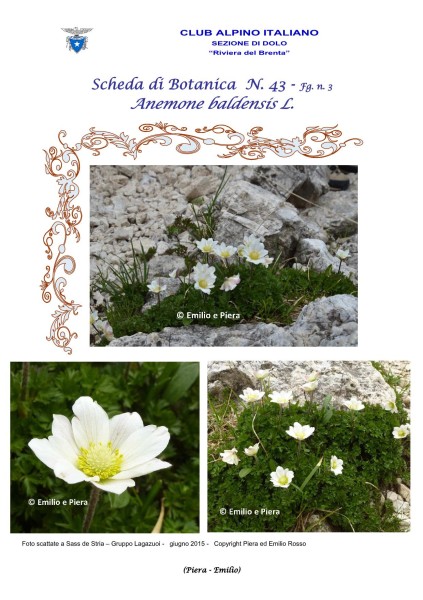 Scheda di Botanica n. 43 Anemone baldensis fg. 3 - Piera, Emilio
