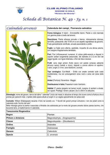 Scheda di Botanica n. 49 Calendula arvensis fg.1 - Piera, Emilio
