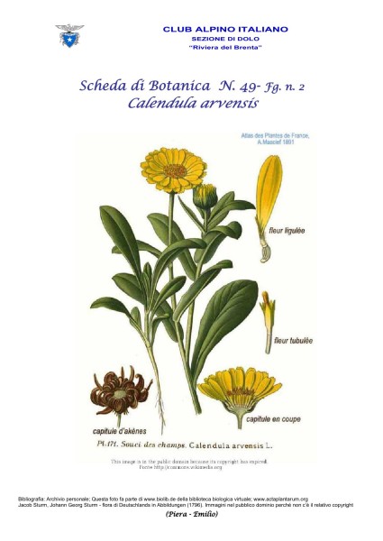 Scheda di Botanica n. 49 Calendula arvensis fg.2 - Piera, Emilio