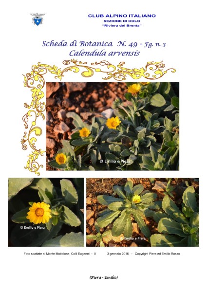 Scheda di Botanica n. 49 Calendula arvensis fg.3 - Piera, Emilio