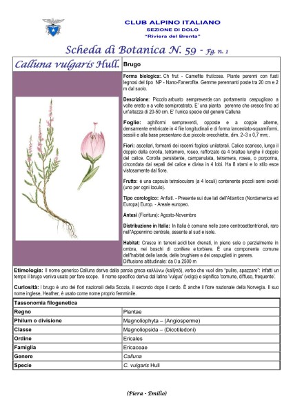 Scheda di Botanica N. 59 Calluna vulgaris fg. 1- Piera, Emilio