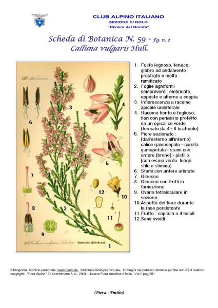 Scheda di Botanica N. 59 Calluna vulgaris fg. 2 - Piera, Emilio