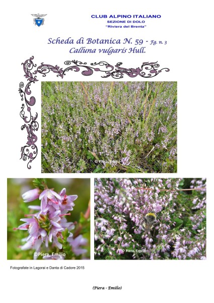 Scheda di Botanica N. 59 Calluna vulgaris fg. 3 - Piera, Emilio