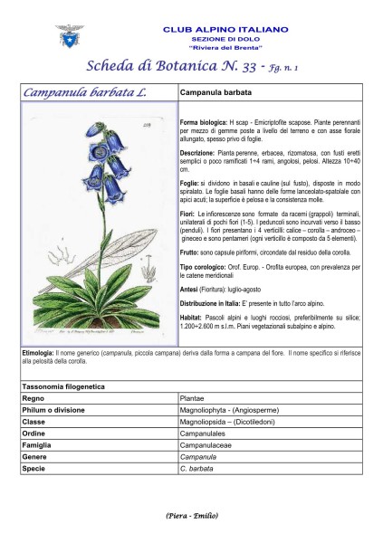 Campanula barbata 1