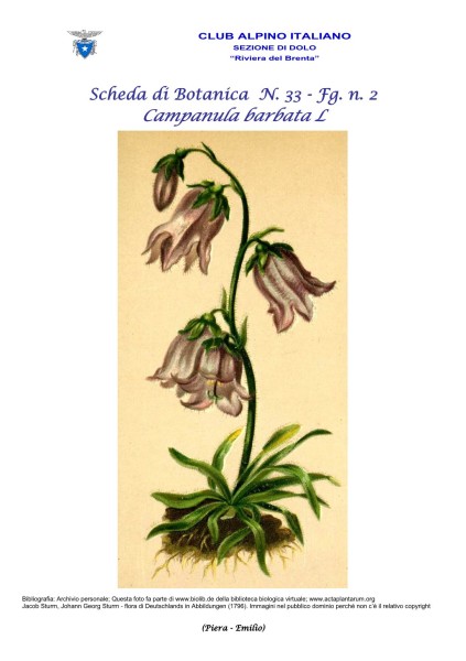 Campanula barbata 2