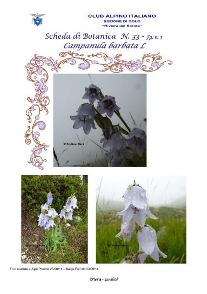 Campanula barbata 3