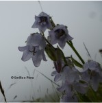 Campanula barbata, foto di Emilio Rosso