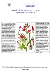 Cephalanthera rubra 2