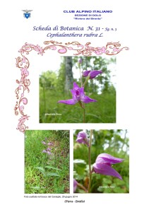Cephalanthera rubra 3