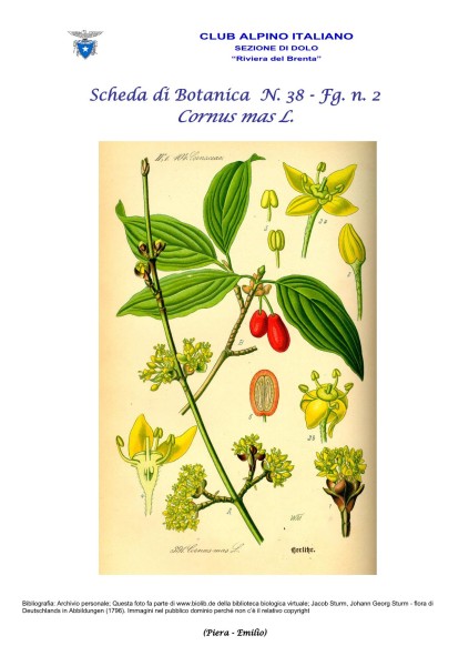 Scheda di Botanica  N. 38 Cornus mas fg. 2 - Piera, Emilio