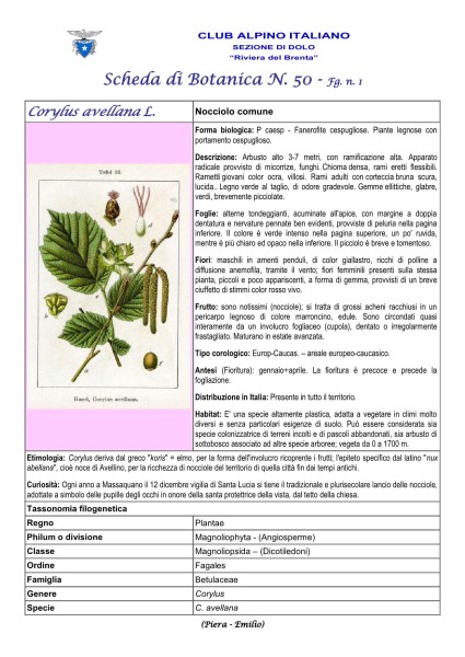 Scheda di Botanica n. 50 Corylus avellana L. fg. 1 - Piera, Emilio