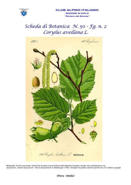 Scheda di Botanica n. 50 Corylus avellana L. fg. 2 - Piera, Emilio