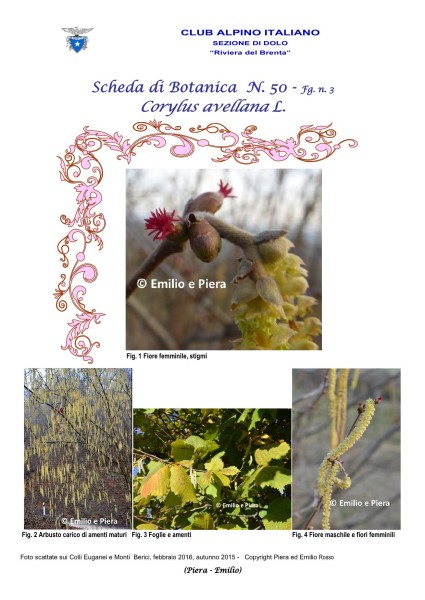 Scheda di Botanica n. 50 Corylus avellana L. fg. 1 - Piera, Emilio