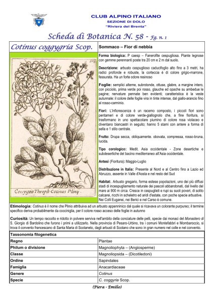 Scheda di Botanica n. 58 Cotinus coggygria fg. 1 - Piera, Emilio