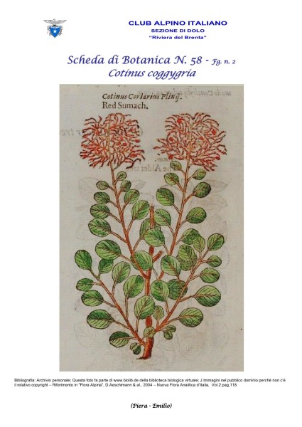 Scheda di Botanica n. 58 Cotinus coggygria fg. 2 - Piera, Emilio