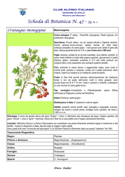 Scheda di Botanica n. 47 Crataegus monogyna  fg. 1 - Piera, Emilio