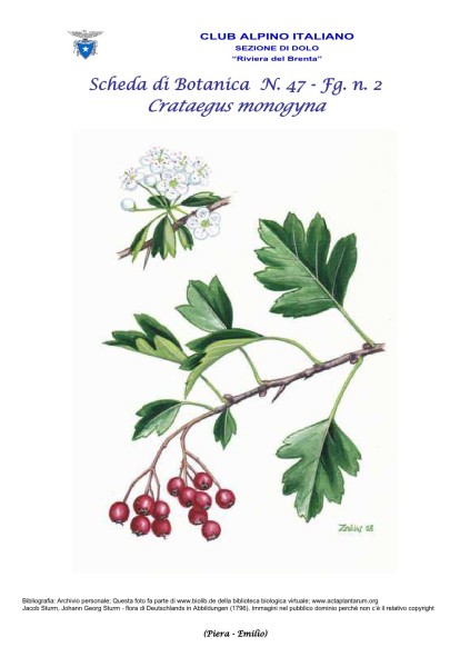 Scheda di Botanica n. 47 Crataegus monogyna  fg. 2 - Piera, Emilio