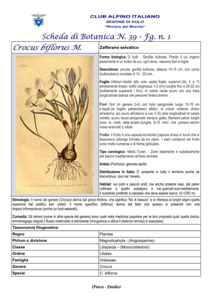 Scheda di Botanica N. 39 Crocus biflorus fg. 1 - Piera, Emilio
