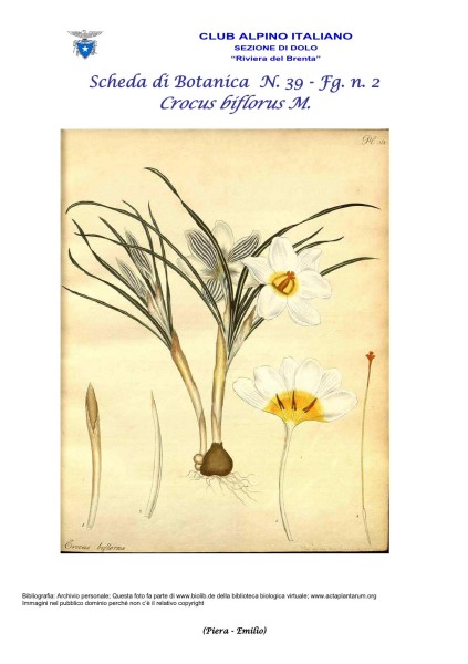Scheda di Botanica N. 39 Crocus biflorus fg. 2 - Piera, Emilio