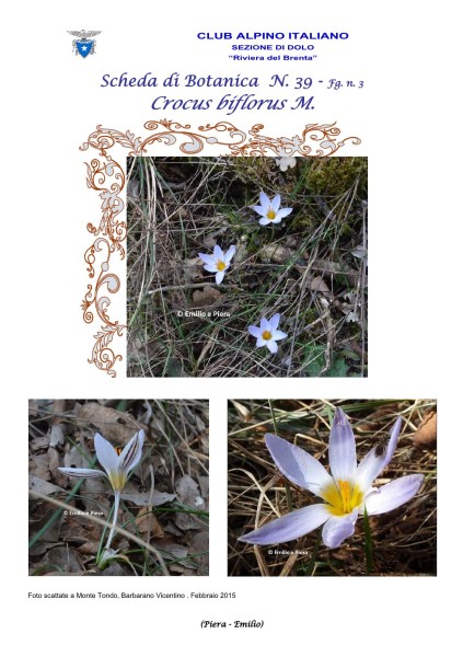 Scheda di Botanica N. 39 Crocus biflorus fg. 3 - Piera, Emilio