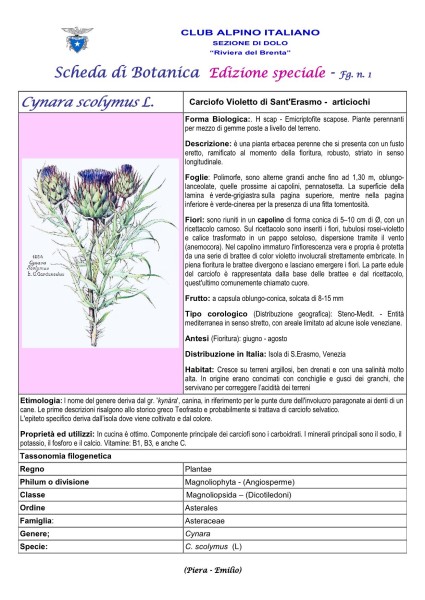 Scheda di Botanica Edizione Speciale N.53_bis fg. 1 Cynara scolymus - Piera, Emilio