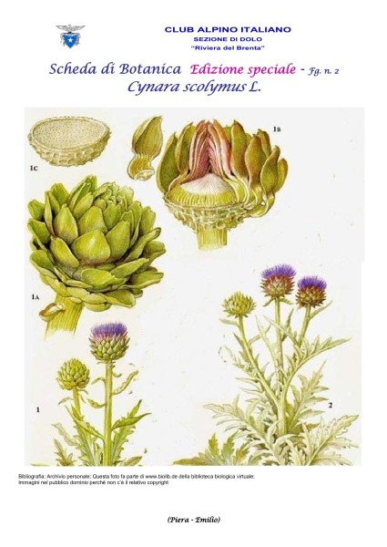 Scheda di Botanica Edizione Speciale N.53_bis fg. 2 Cynara scolymus - Piera, Emilio
