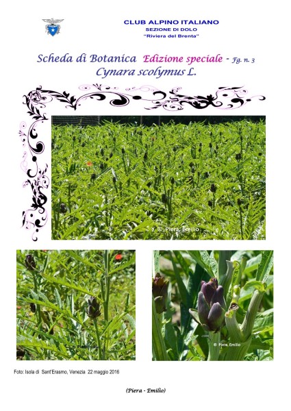 Scheda di Botanica Edizione Speciale N.53_bis fg. 3 Cynara scolymus - Piera, Emilio