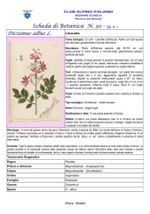 Scheda di botanica n.30 - Dictamus albus - Piera, Emilio