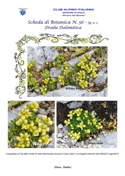 Scheda di Botanica N. 56 Draba dolomitica fg 3 - Piera, Emilio