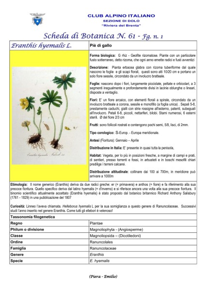 Scheda di Botanica N. 61 Eranthis hyemalis fg. 1