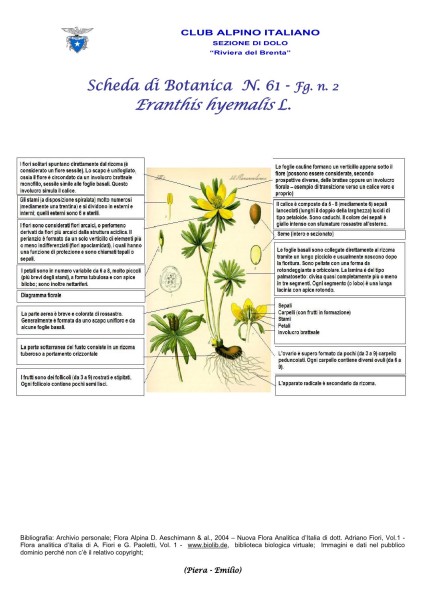 Scheda di Botanica N. 61 Eranthis hyemalis fg. 2 - Piera Emilio