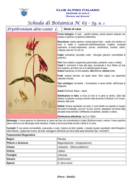 Scheda di Botanica N. 63 Erythronium-dens-canis fg 1 Piera, Emilio