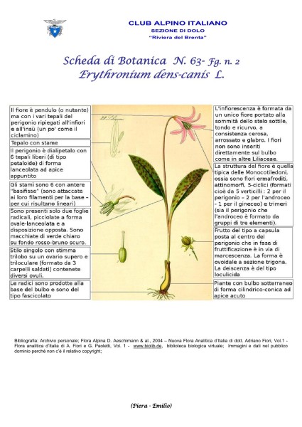 Scheda di Botanica N. 63 Erythronium-dens-canis fg 2 Piera, Emilio