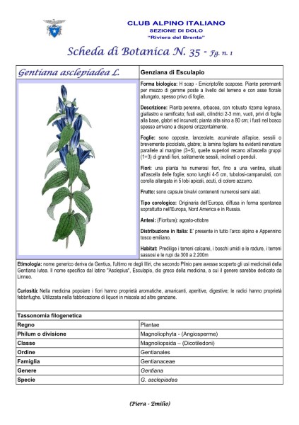 Scheda di Botanica n. Gentiana asclepiadea 1- Piera, Emilio