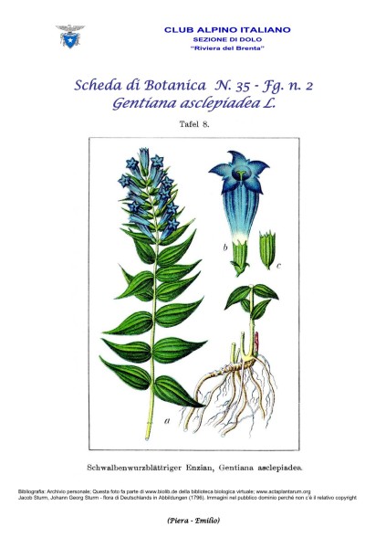 Scheda di Botanica n. 35 Gentiana asclepiadea 2 - Piera, Emilio