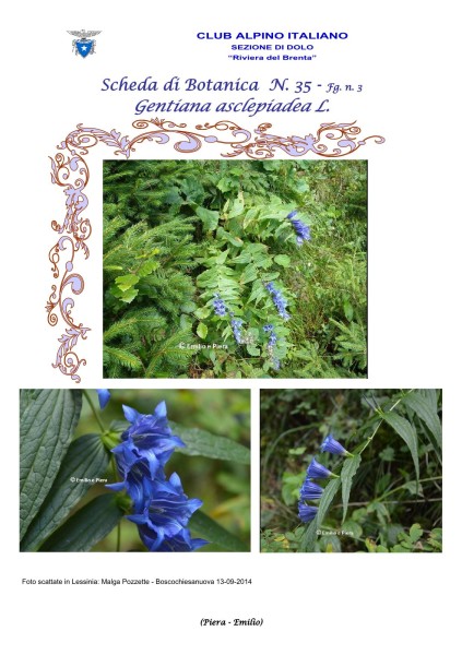 Scheda di Botanica n. 35 Gentiana asclepiadea 3 - Piera, Emilio