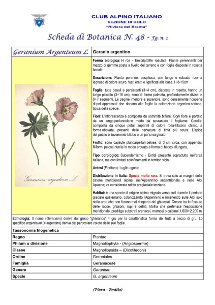 Scheda di Botanica N. 48 Geranium argenteum fg. 1 - Piera, Emilio