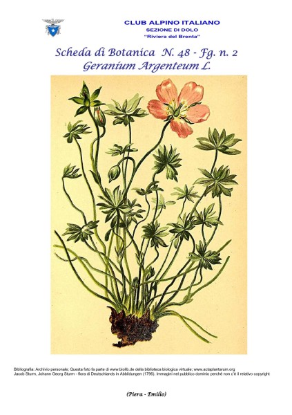 Scheda di Botanica n. 48 Geranium argenteum fg. 2 - Piera, Emilio