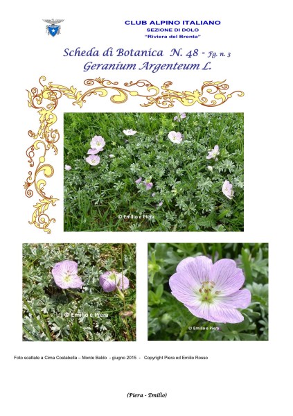 Scheda di Botanica n. 48 Geranium argenteum fg. 3 - Piera, Emilio