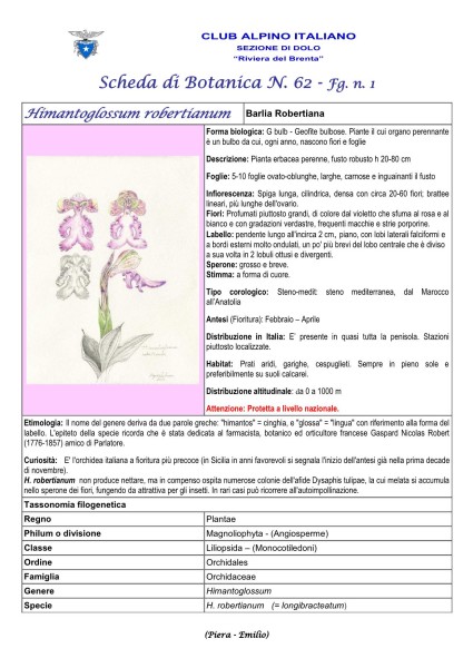 Scheda di Botanica N. 62 Himantoglossum robertianum fg.1 - Piera, Emilio