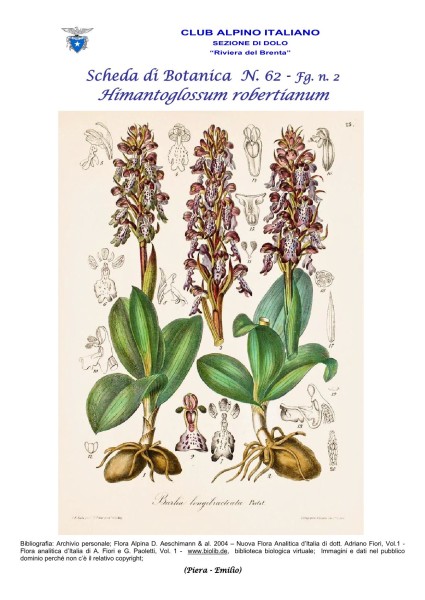 Scheda di Botanica N. 62 Himantoglossum robertianum fg.2 - Piera, Emilio