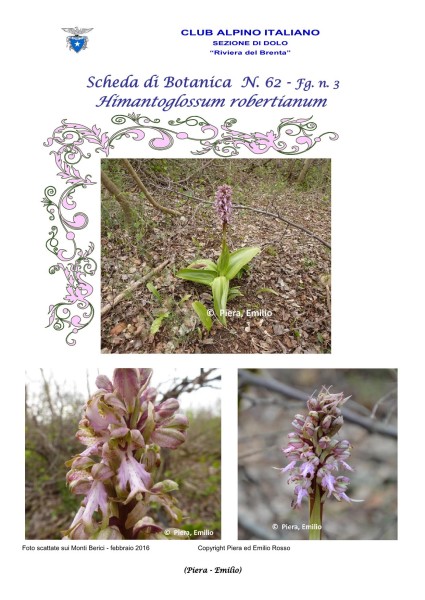 Scheda di Botanica N. 62 Himantoglossum robertianum fg.3 - Piera, Emilio