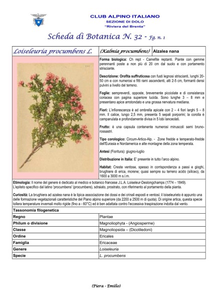 Scheda di Botanica n. 32 Loiseleuria Procumbens - Piera, Emilio