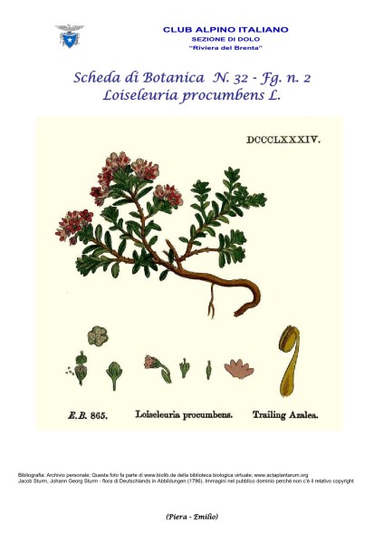 Scheda di Botanica n. 32 Loiseleuria Procumbens - Piera, Emilio